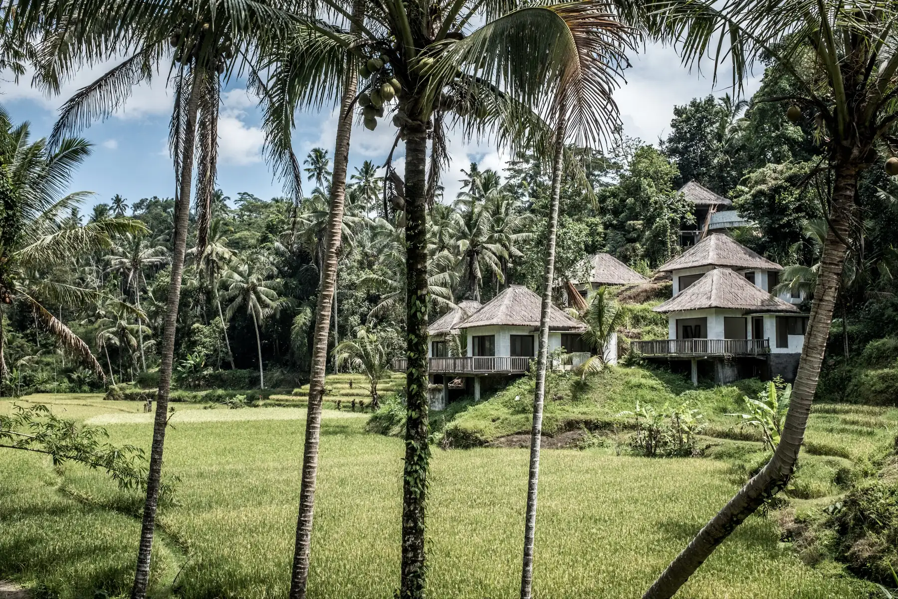Tropical villas among palm trees